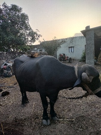 વેચવાની છે