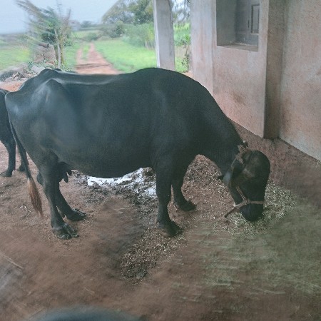 પાસ ભેસૂ વેચવાની છે