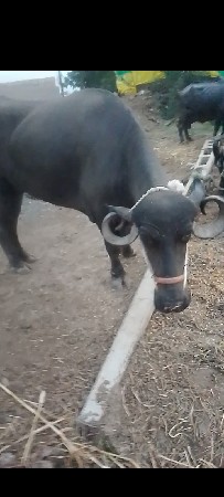 2 khadeli veshvani se