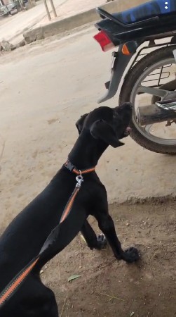 great dane