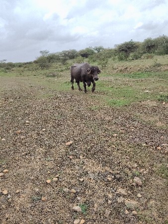 ભેંસ વેચવાની છે
