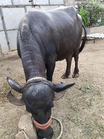 જયરાજભાઇ માંકડ
