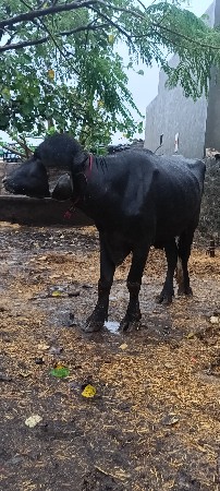 પાડો વેચવાનો છે