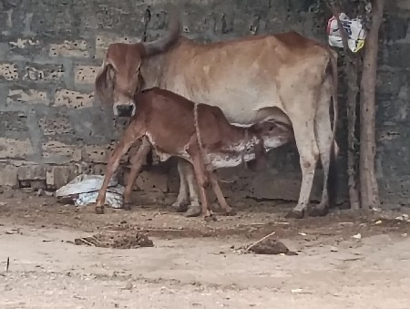 ગાય દેવાની છે મફત દેવાની છે