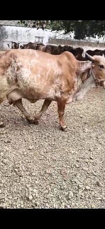 આ ગાય વેચવાની છે