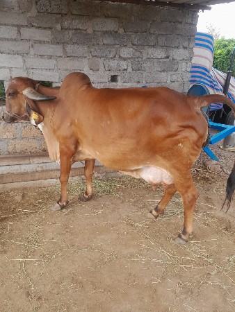 ગાય વેચવાની છે