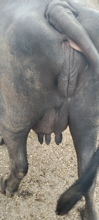 2વેતર વીયાસે