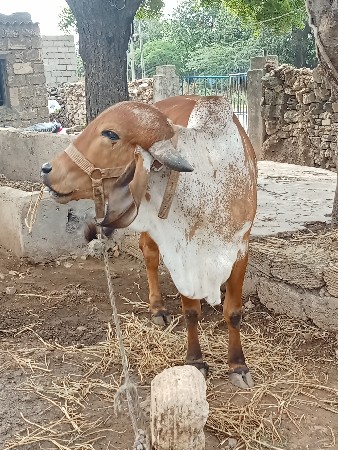 gir gay vesavani se