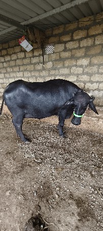 પેલું વેતર છે