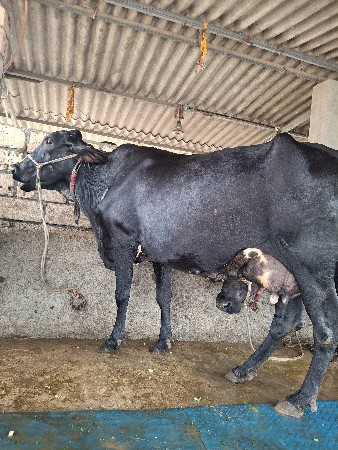 ગાય