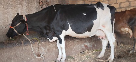 જરચી ગાય વેસવાની છે