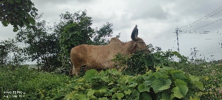 બળદ વેસવા નો સે