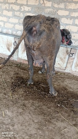પેલું વેતર