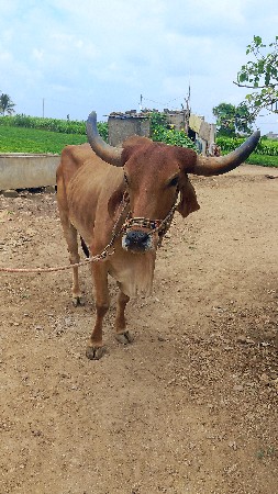 બરધ 2 ધરનો છે