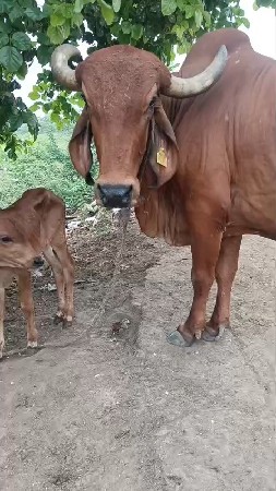 ગાય વેચવાની છે