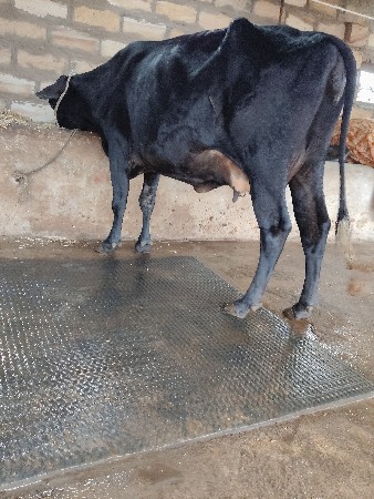 બે ગાયું વેચવાની છે