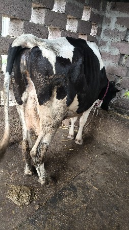 hf બ્રીડ