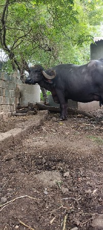 ભેંશ વેચવાની છે