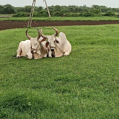ગોઢલા વેશવા ના છે બીજી ઘરજુત છે
