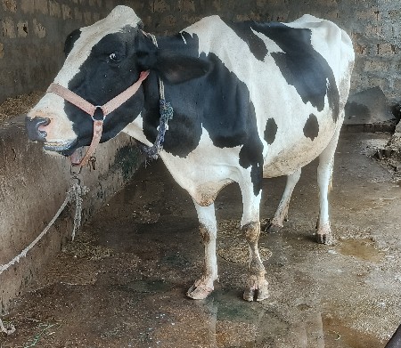 ગાય વૅચવાની છૅ