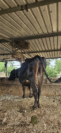 12દિવસ ની કાશી સે