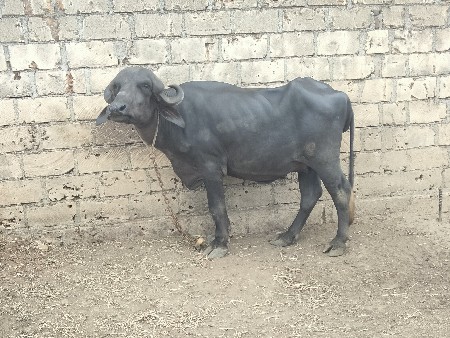 વેચવાની સે