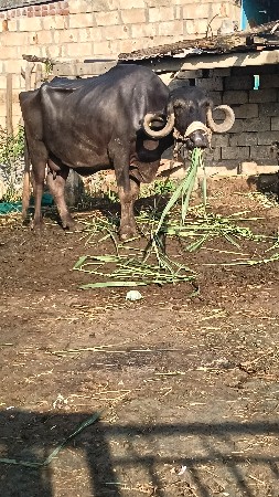 ભેંસ વેચવાની છે