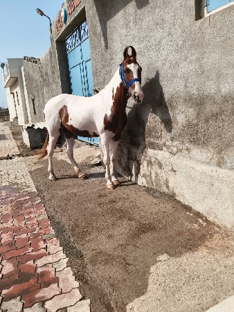 vesvani se ghodi