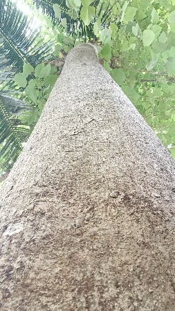 સવન નીલગીરી