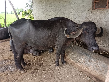 ભેંસ વેચવાની છે