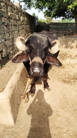 ત્રીજુ વેતર વ્યાહે