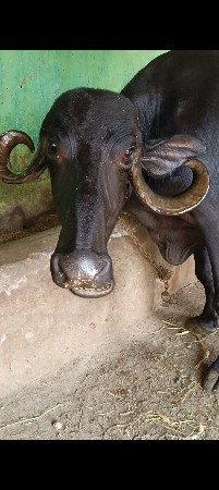 ૬/ભેસુ વેચાવ છે