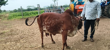 ગાય