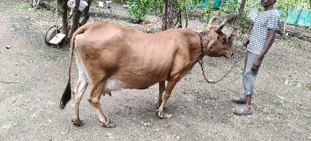 વેચવાની