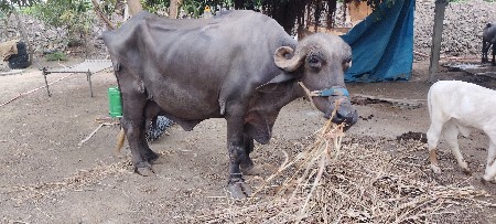 3જા વેતર ની જાફરાબાદી ભેંસ