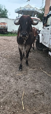 સાટા માં જર્સી ગાય દુજણી ચાલે