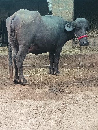 ભેંસ વેચવાની છે