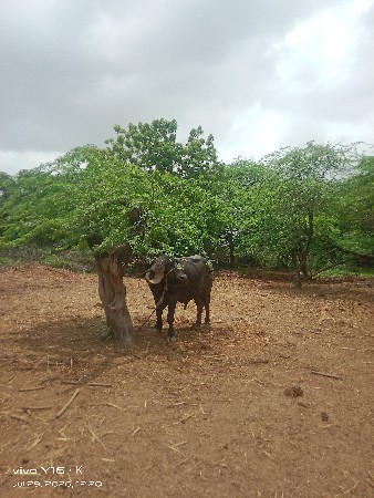 પાડો વેચવાનો છે
