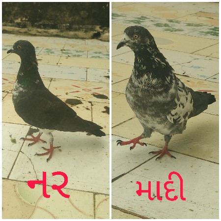 કબૂતર દેવાના છે