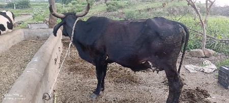 ગાય વેચવાની છે