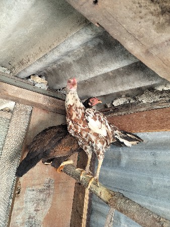 ગુજરાત કાલાવડ