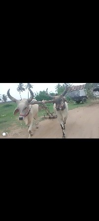 ગોધલા વેચવા ના છે