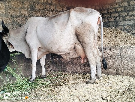ગાય વેશવાની છે