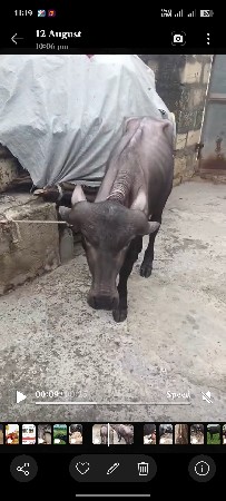 ઓરીજનલ ટોપલી પાડી વેચવાની છે
