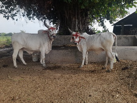 બડદ વેચવા ના છે