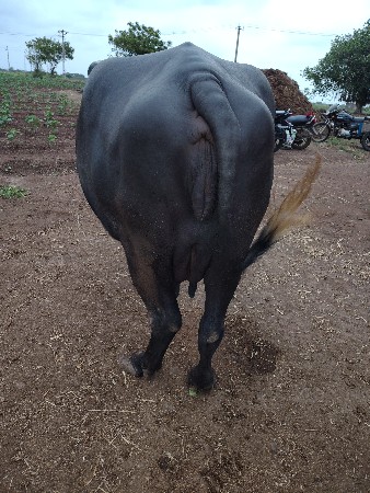 ભેંસ