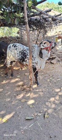 એક્સચેન્જ અથવા વેચાણ