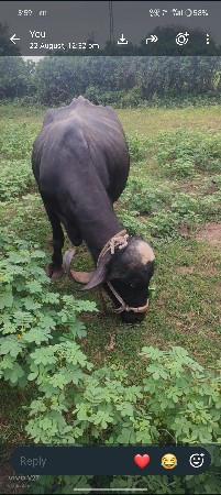 ભેંસ વેચવાની છે