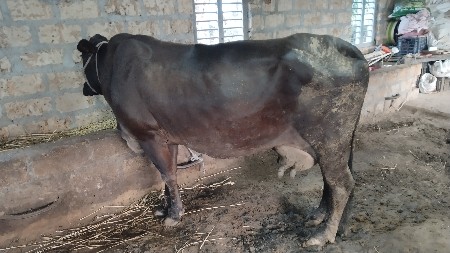 7 લીટર દૂધ હજાર માં સે નીસે વાસડી