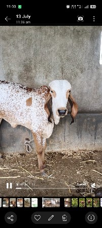 ગાયો વેચવાની છે